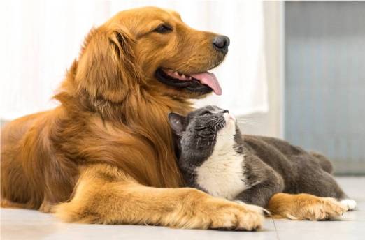 A dog and cat lying on the floor