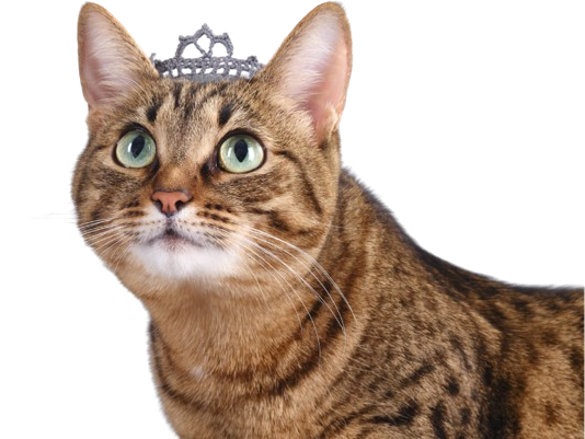 A cat wearing a crown<br />
