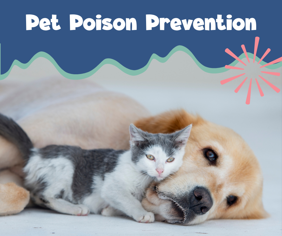 A Quick Start Guide To Outsmarting Everyday Pet Toxins | Stone Ave Vet