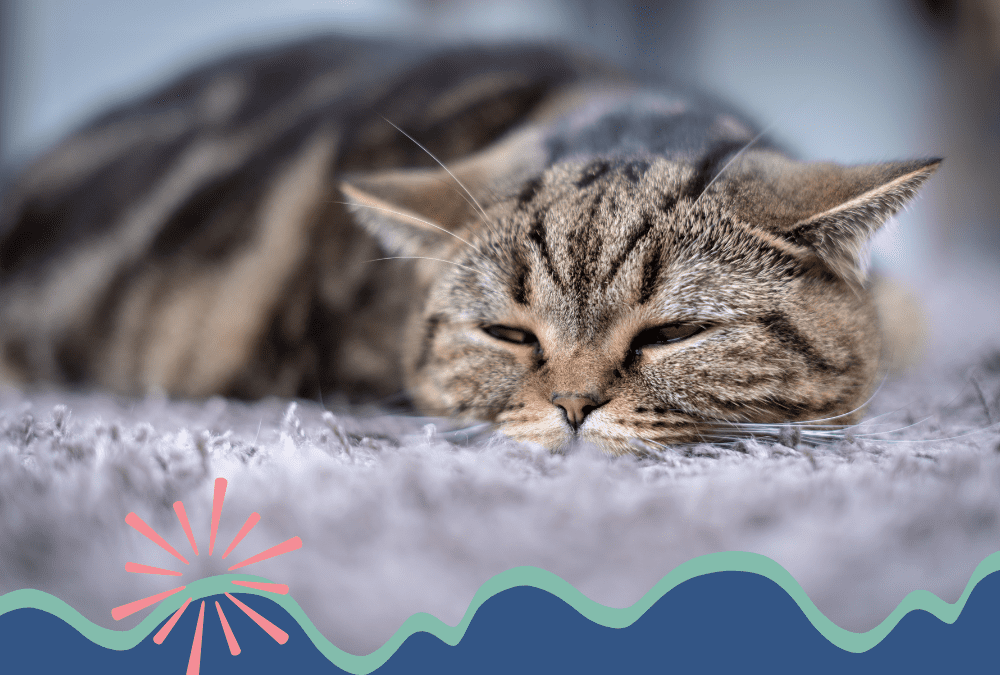 A cat peacefully sleeping on a carpet