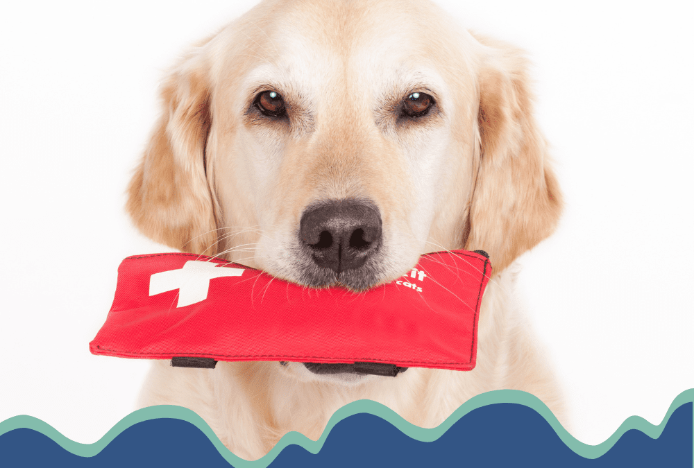 Pet First Aid Tips Every Pet Parent Should Know