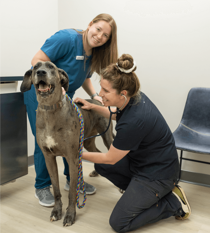 two Vet staff affectionately examining a dog