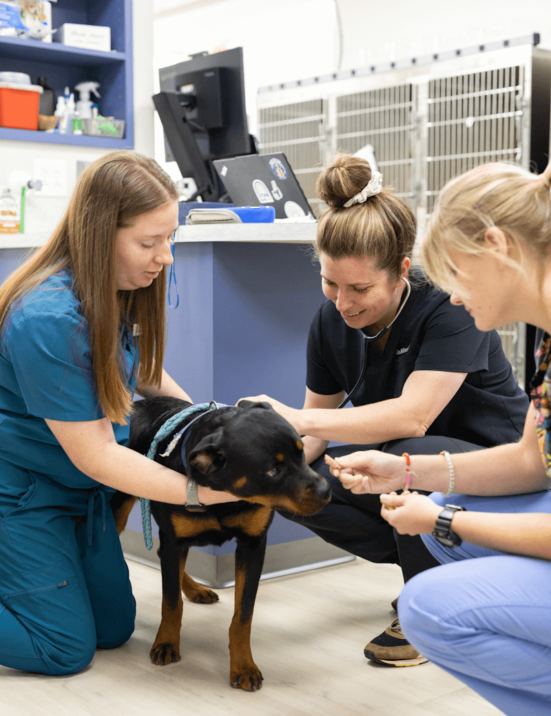 Vet staff affectionately examining a dog