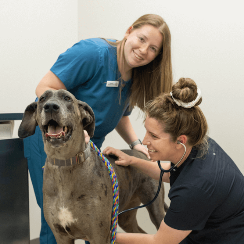two Vet staff affectionately examining a dog