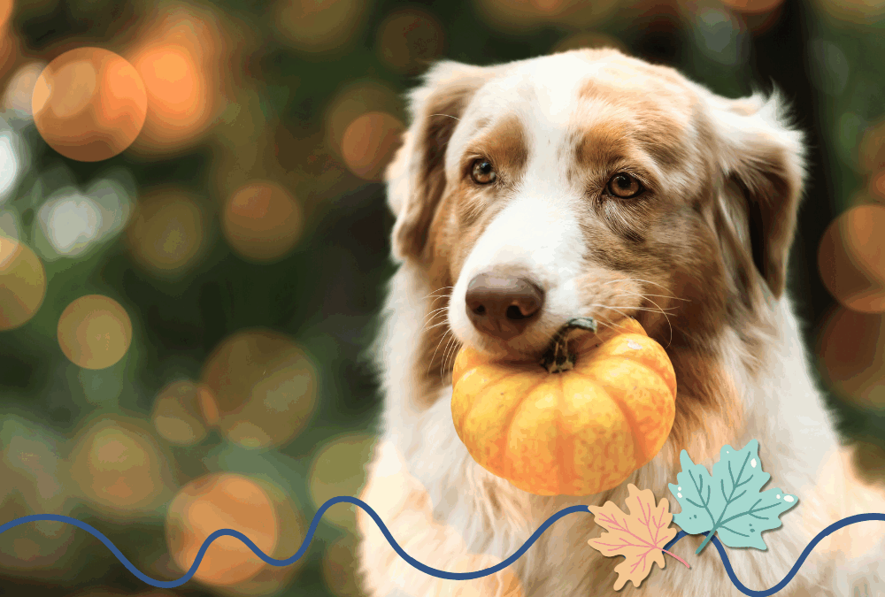 Holiday Safety for Pets: Thanksgiving Edition