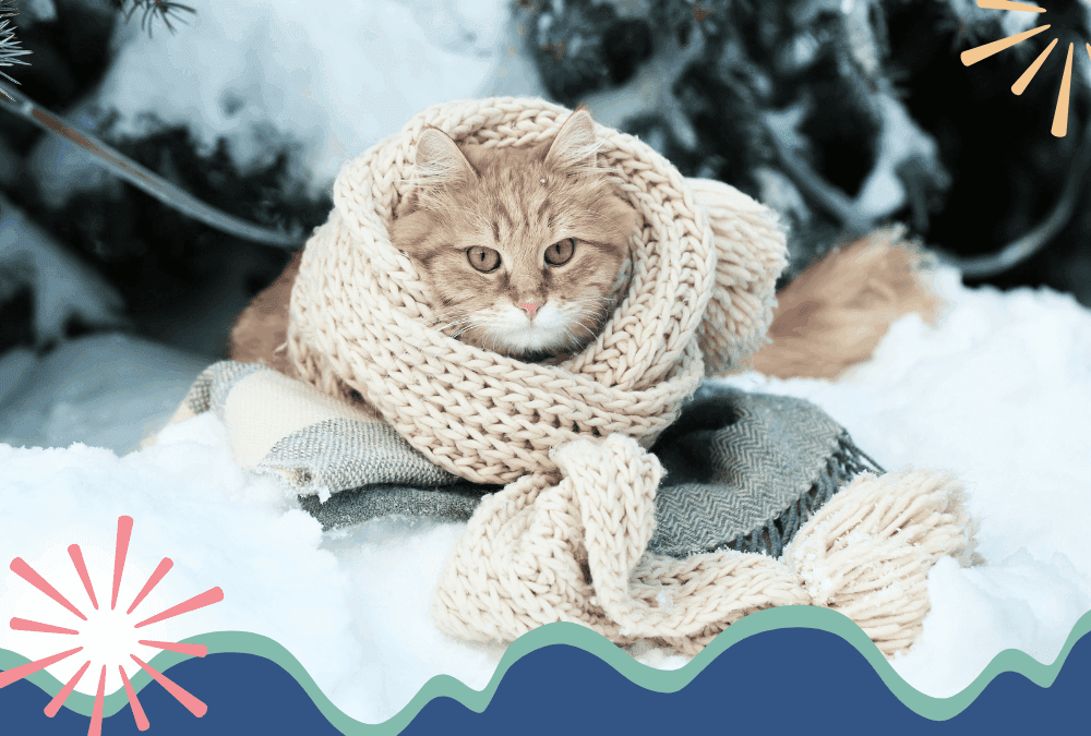 cat sitting in the snow