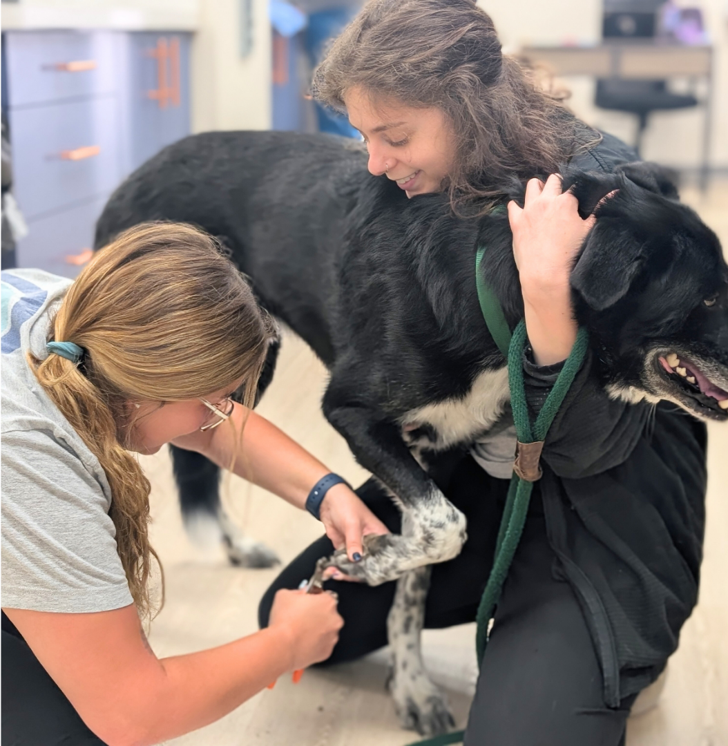 two Vet staff affectionately examining a dog