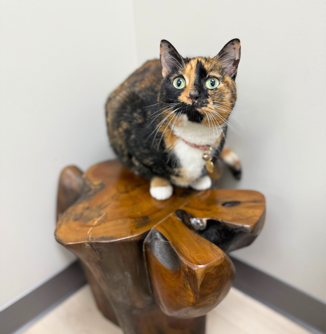 two Vet staff affectionately examining a dog