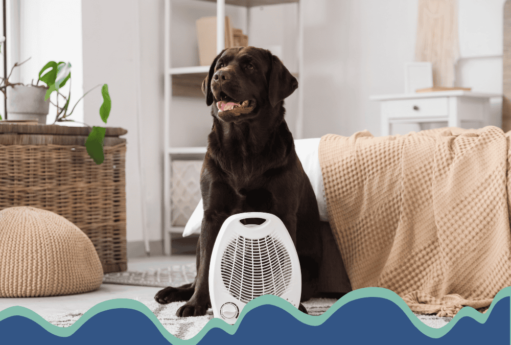 The Dog Days of Summer: 5 Ways to Help Your Pet Have Their Best Greenville Summer Yet