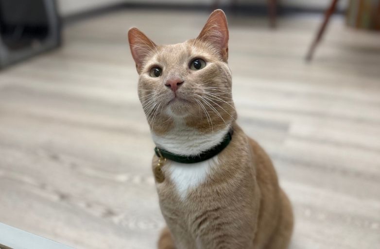 A cat with its eyes closed