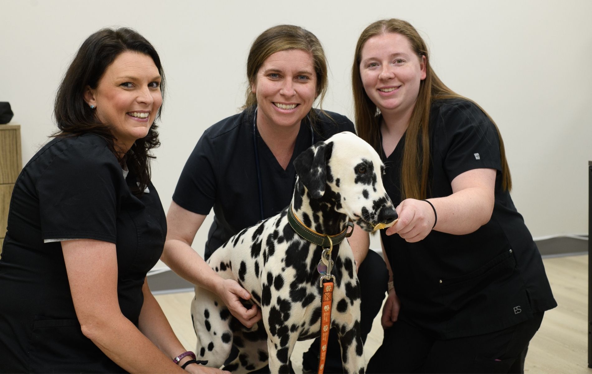A person spraying a dog ear
