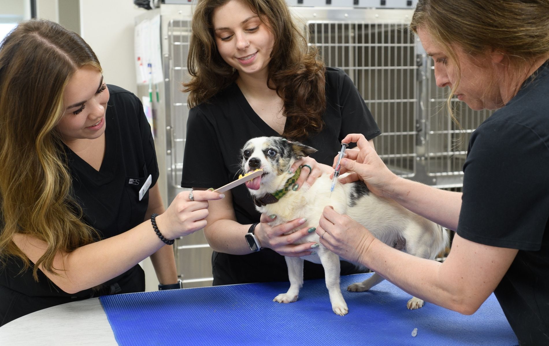 A person with a stethoscope around her neck and dogs