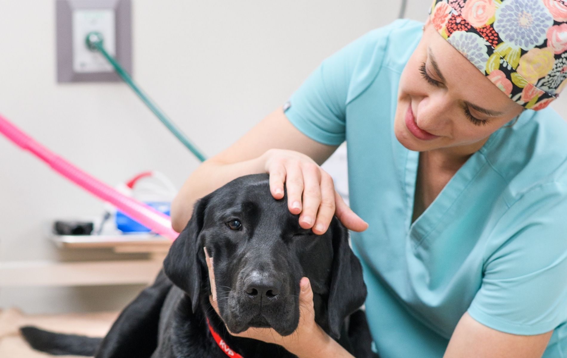 A dog lying on a table with a stethoscope
