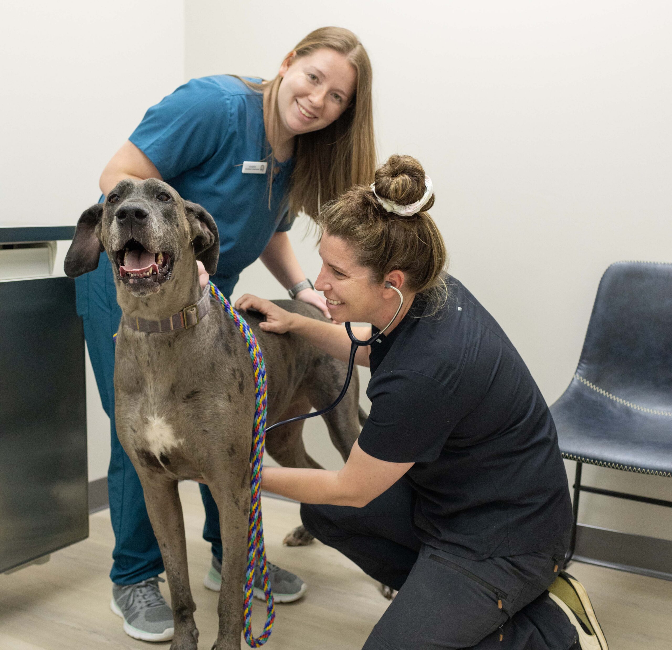 two vet with a dog